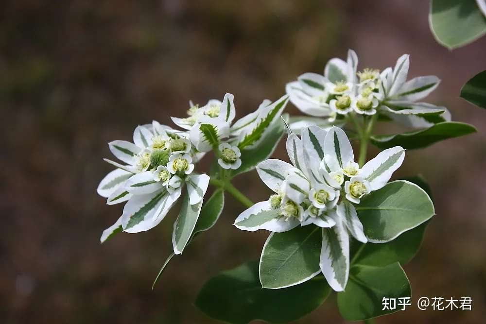 叶上开花叶生株 6类神奇的叶上花植物盘点 知乎