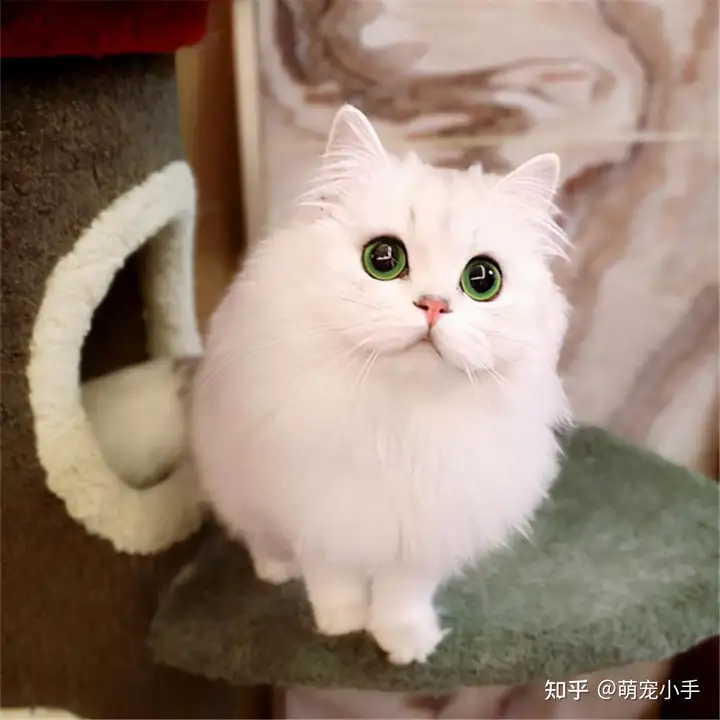 金吉拉是一种神奇的猫，会让养的人爱”