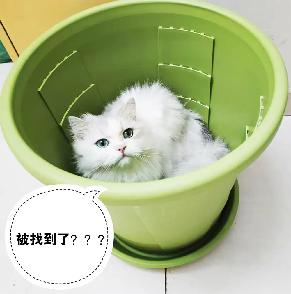 为什么猫咪喜欢躲猫猫，看着全家人到处找？