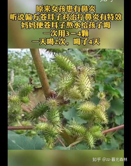 苍耳子的毒性真的能把人送进医院吗?