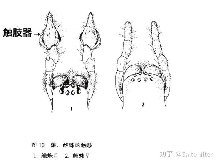 蜘蛛 文身图案整理 知乎