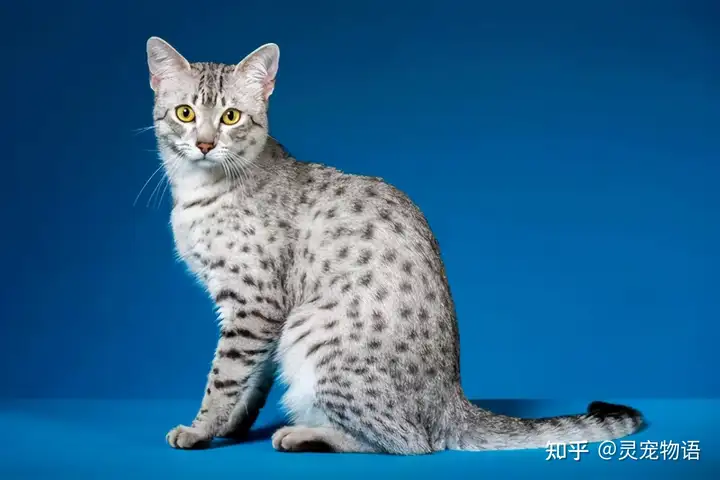 新手养猫 | 埃及猫基本知识”