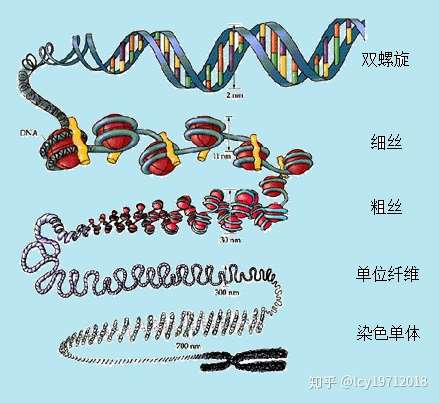 Dna的超螺旋与染色体结构 知乎