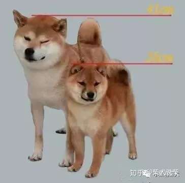 豆柴犬价格 豆柴多少钱一只 知乎