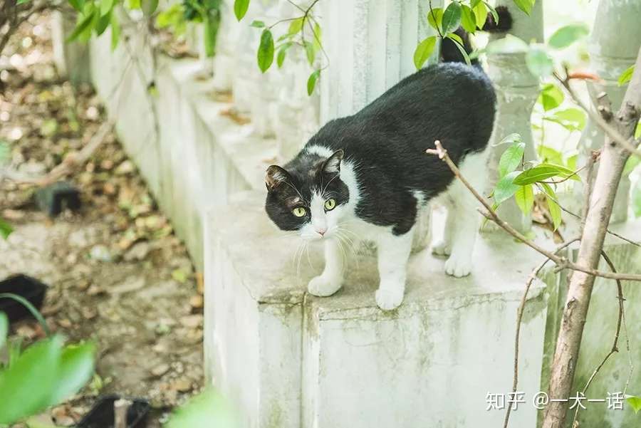 致每一位爱宠人 请了解下困难重重的tnr 知乎