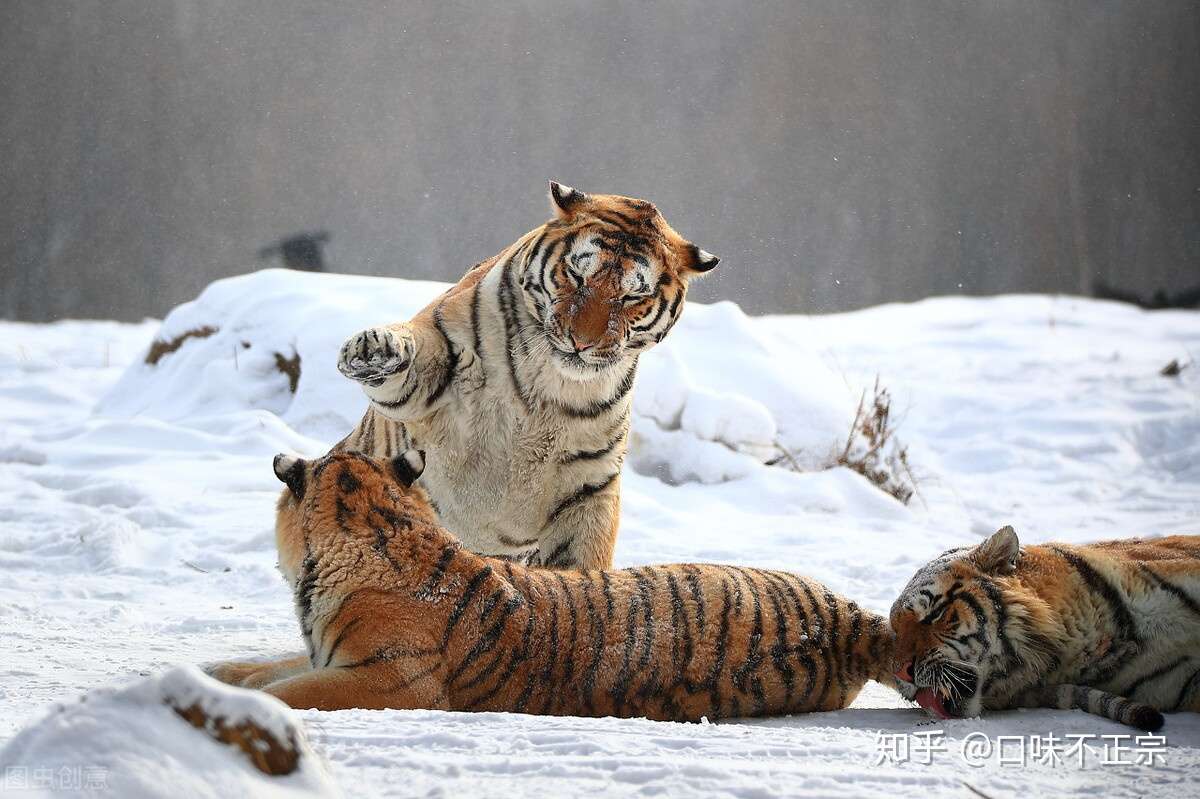 明明是百兽之王 偏偏被叫成大虫 老虎与大虫之间又有怎样的故事 知乎