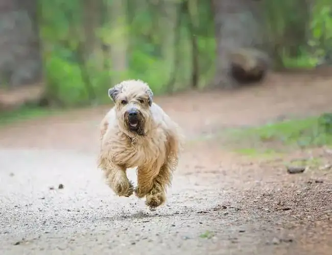 每日一犬愛爾蘭軟毛梗犬