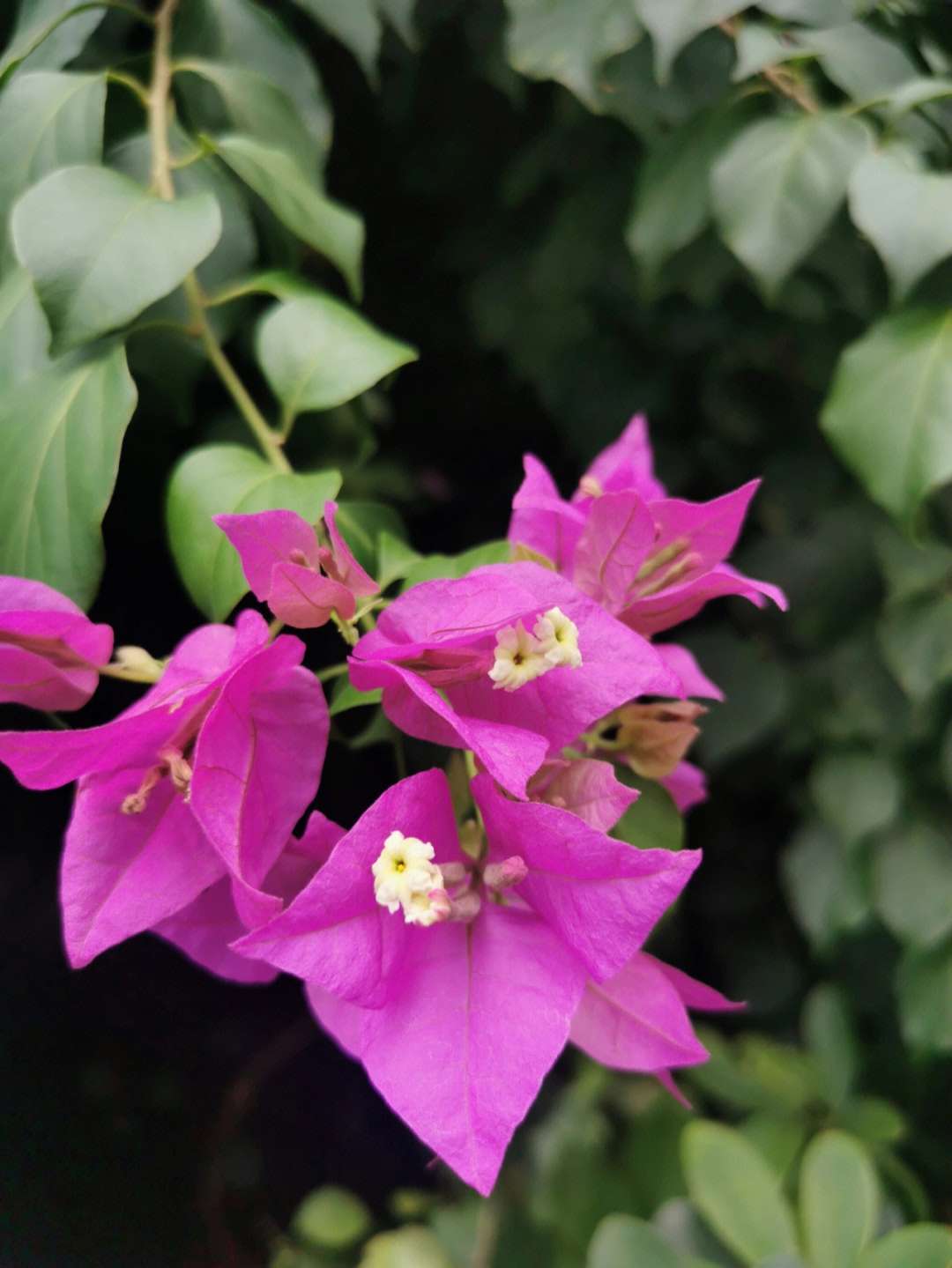 爱法律有未来 的想法: 最美不过海南省花～三角梅 - 知乎