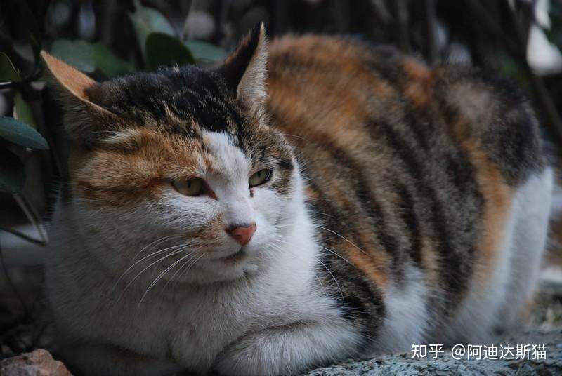 大花猫- 知乎