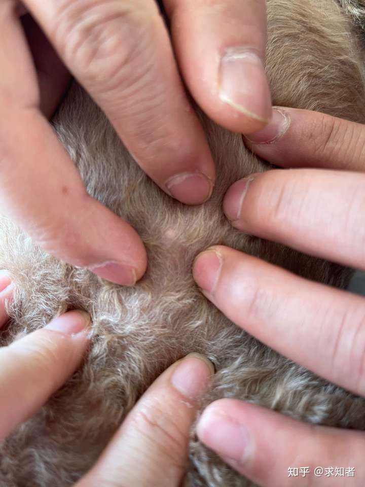 狗狗身上起了一个痘痘?