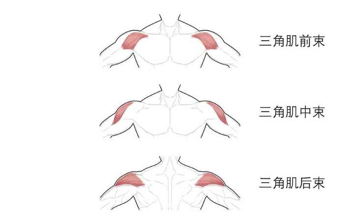 女生肩膀的上斜方肌太粗壮了怎么办 知乎