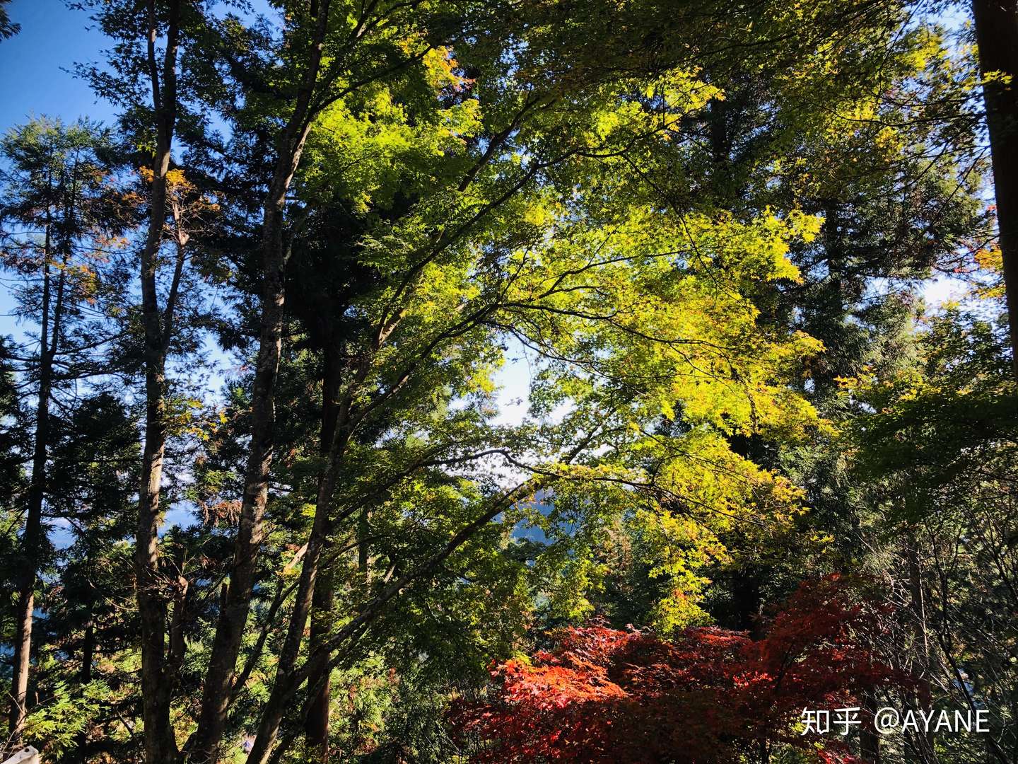 东京多摩地域 赏秋二日游攻略 知乎