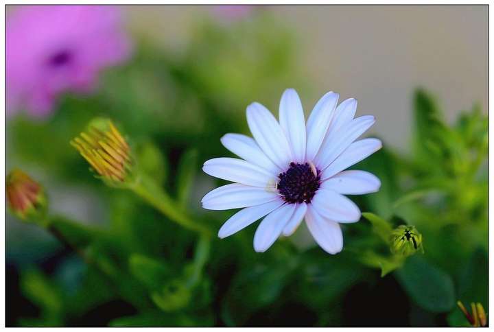 秋分时节 向你介绍30种菊科植物 Isunflower花艺 长沙花艺培训 插花培训课程 花艺师培训班