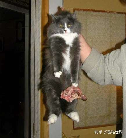 猫咪偷吃被抓现场有不偷腥的猫吗