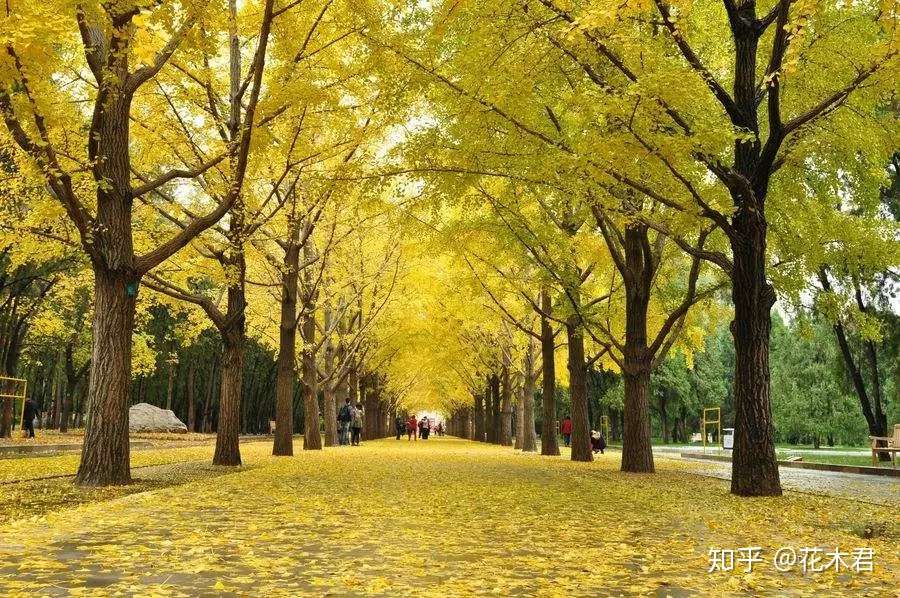 国家一级保护濒危珍稀植物 银杏树 知乎