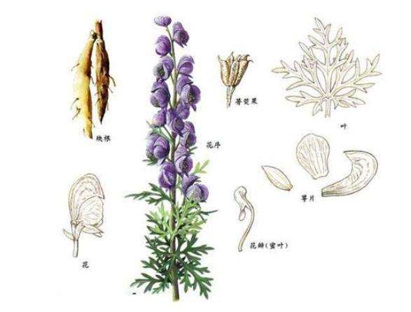 探秘藏药no16断肠草铁棒锤何以救文成公主