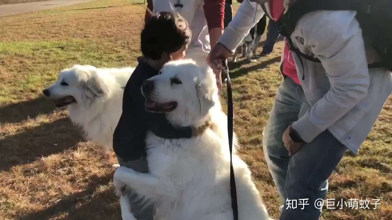 大白熊犬被禁养很冤 这种狗狗不仅亲人 对小动物还极其温柔 知乎