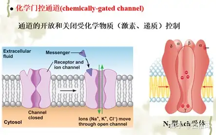 生理学专题（1-细胞的基本功能） - 知乎