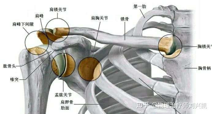 肩关节和肩关节复合体是怎么一回事