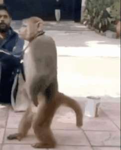 猴子敬礼表情包?