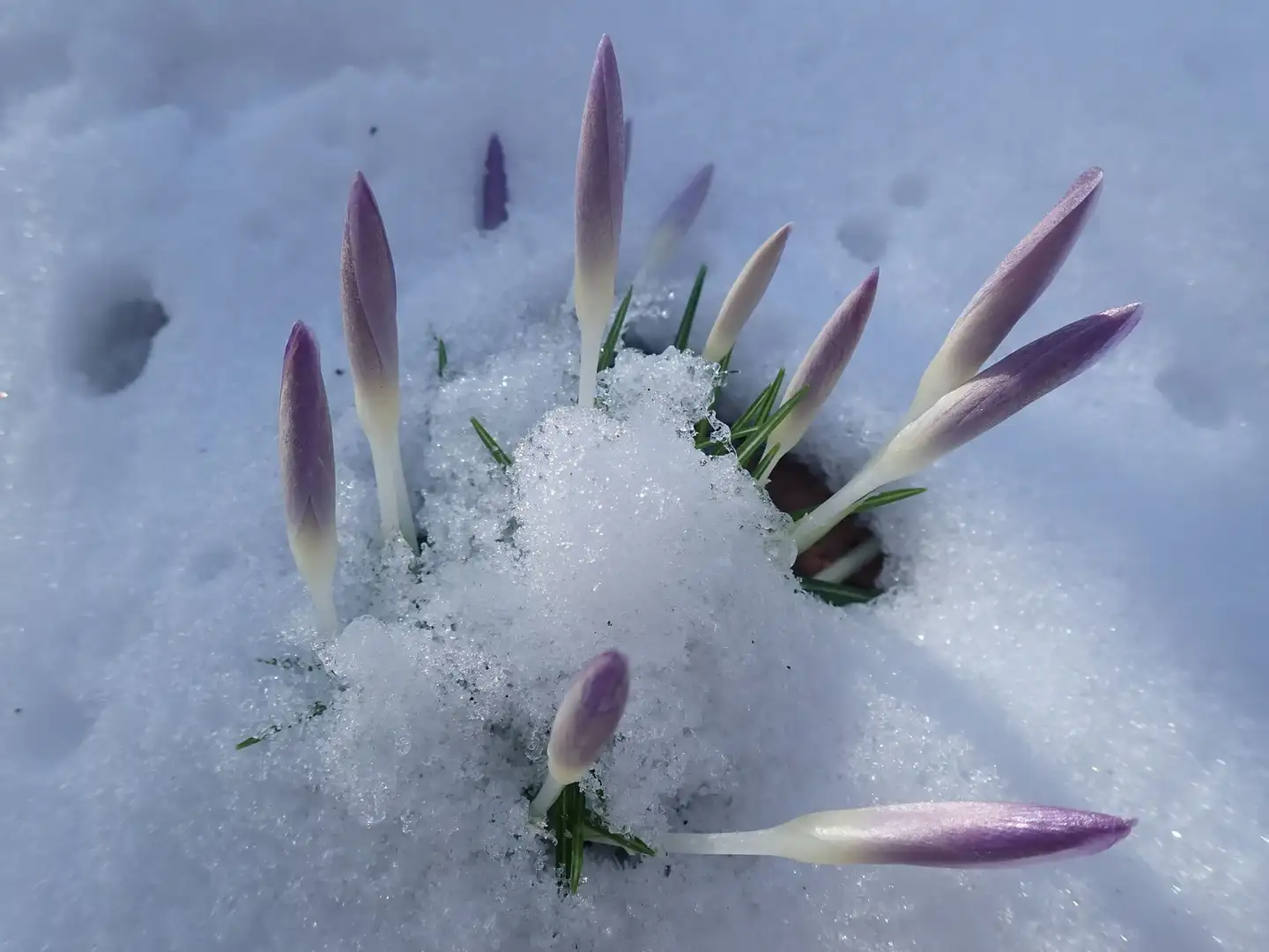 荷兰早春常见花 知乎