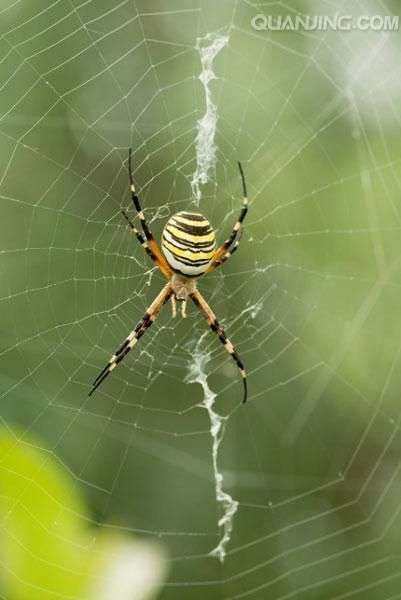 诶…这其实是八条腿的蜘蛛啊,每两条腿并在一起而已 圆蛛科的,蒙个