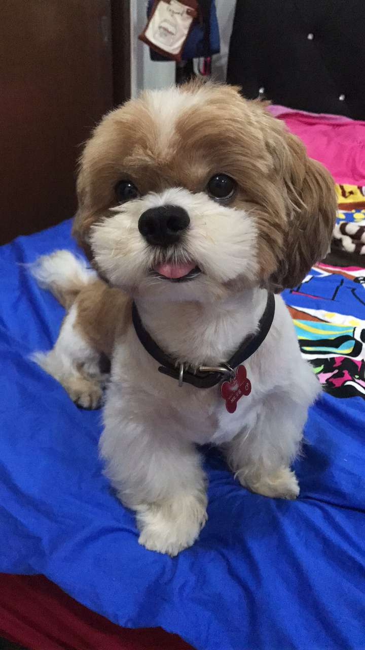 我指的不是单身狗?