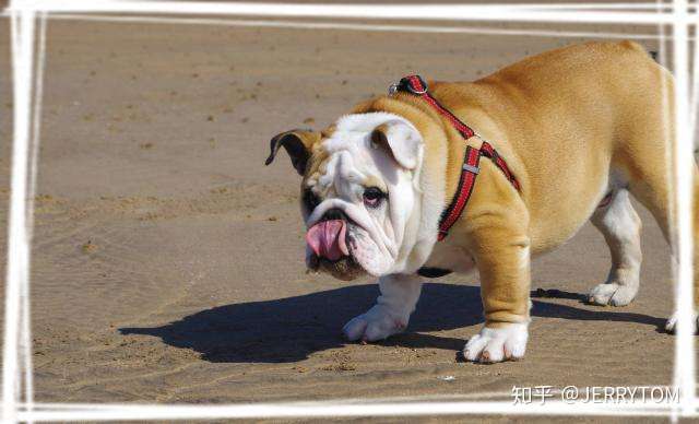 那他养的一定是沙皮狗!