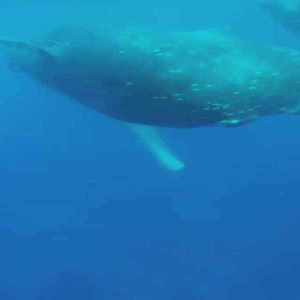 蓝鲸有多少品种 v2-1cd743eb7836587c4908061aefbcb5b8_b.jpg