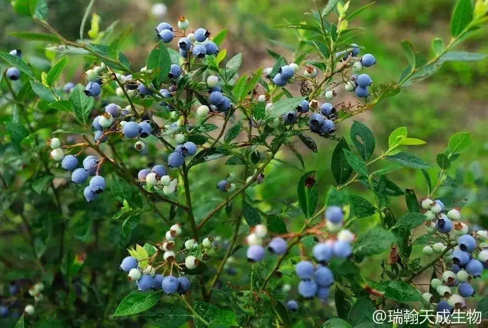 蓝莓花青素的强大功效 你一定要告诉其他人 知乎