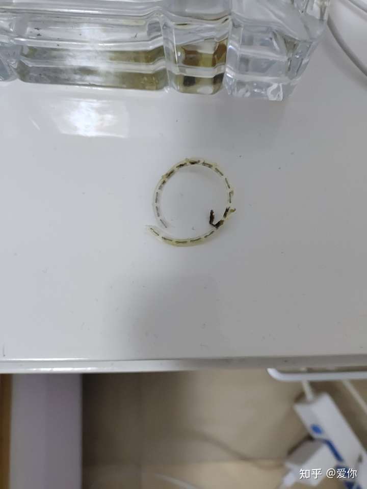 环切包皮手术大家的钛钉都是多久掉了啊大家用盐水泡了吗我两周才掉了