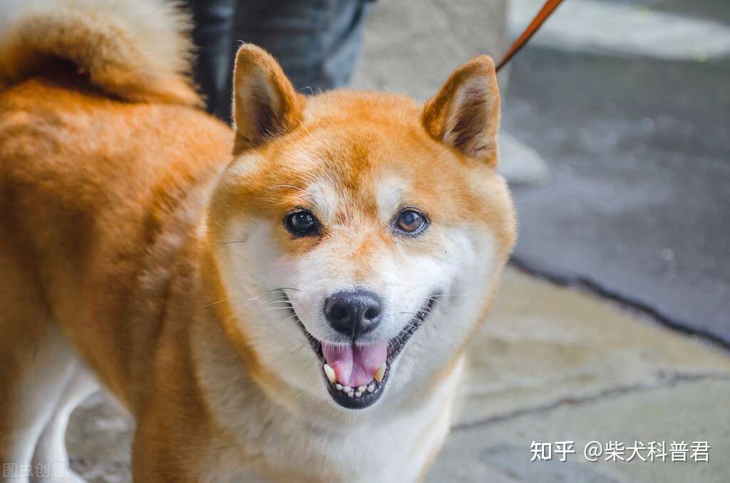 听说柴犬的肠胃不太好 新手容易饲养吗 知乎