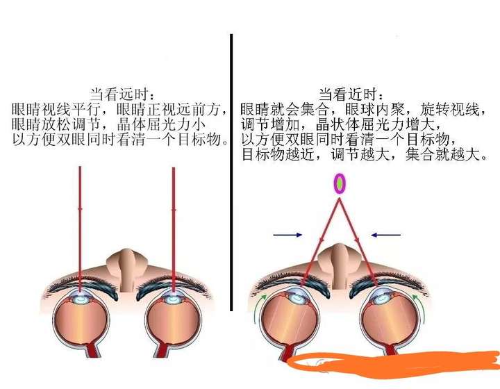 青少年年轻人,眼睛的调节力很强,当书本与眼睛的距离10到15厘米时仍能