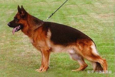 活着的艺术品德国狼犬