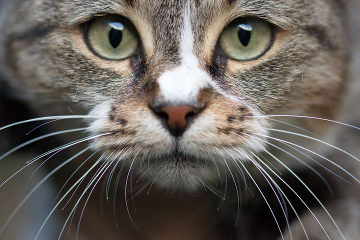 猫咪有寄生虫时，身体会有哪些信号？