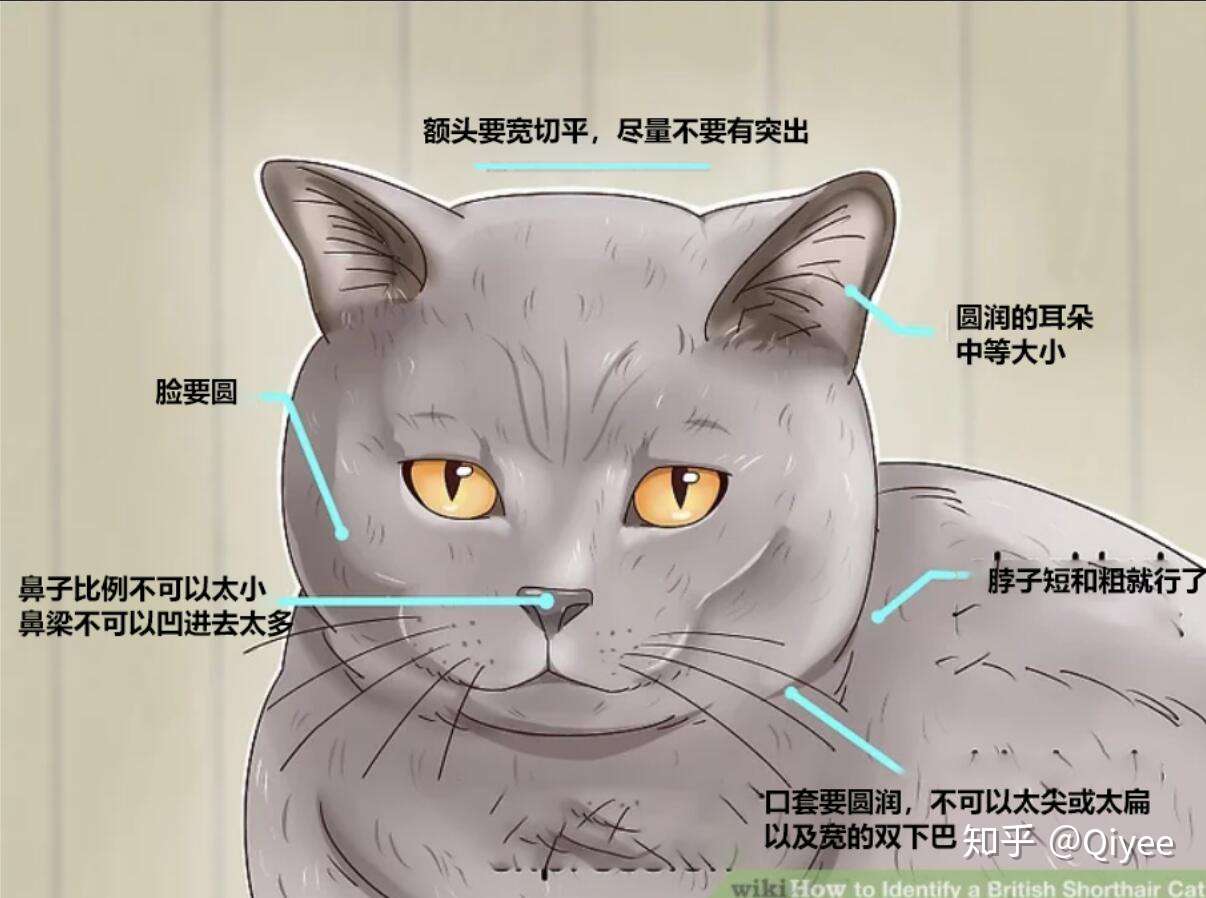 英国短毛猫的品相怎么看 知乎