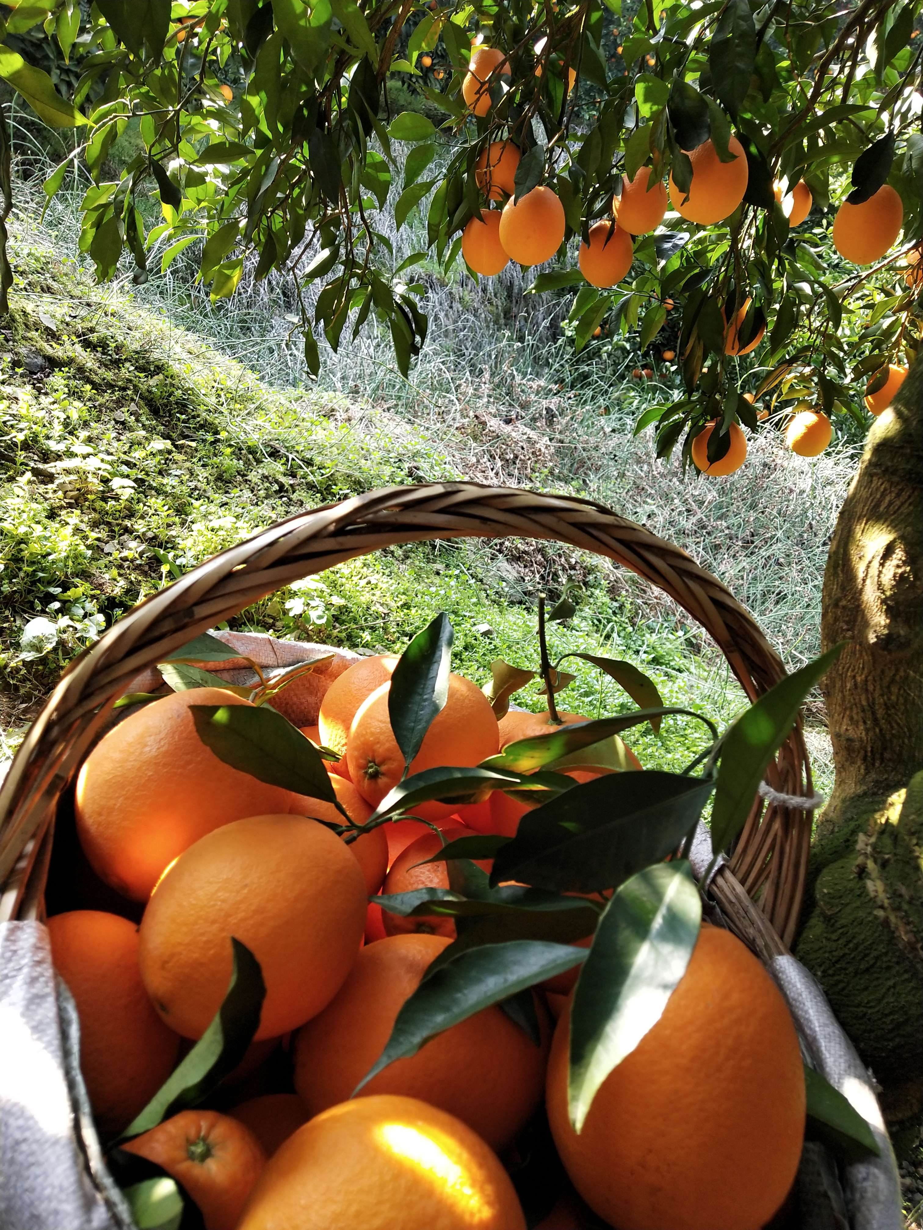 秭归橙子和水果 的想法: 长红纽荷尔 采摘中 阳光下的橙子好好看