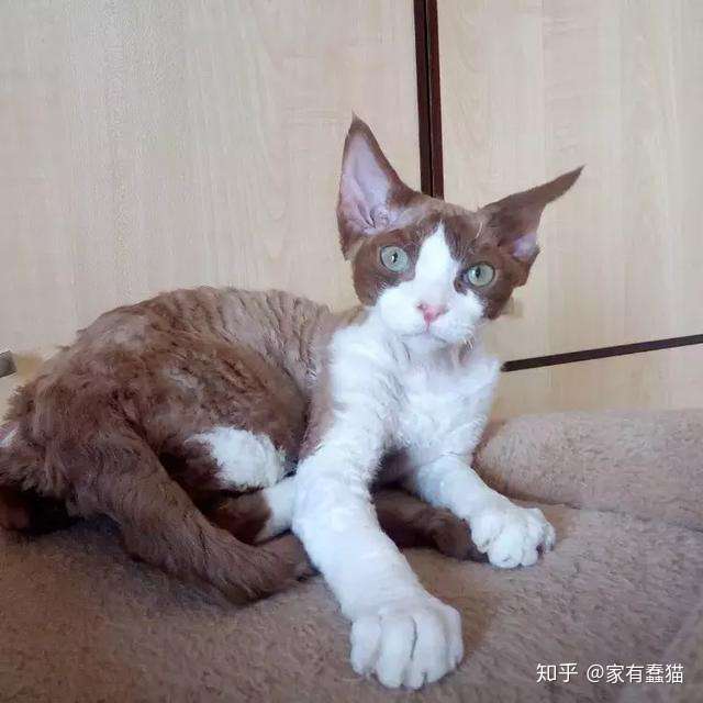 哪种猫爱掉毛?哪种猫不掉毛? - 知乎