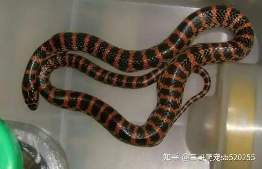 Red-banded Snake - Lycodon rufozonatum —