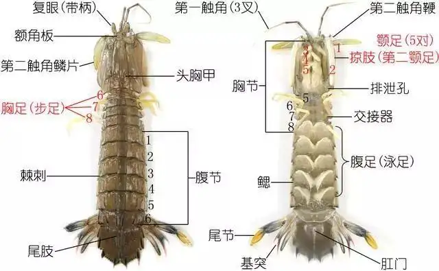 聊聊我们爱吃的虾蛄吧……你认识几种？（做者：Zam）（虾蛄属于虾类吗）