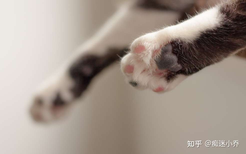 猫咪爪子隐藏的这些秘密 很少人知道 知乎