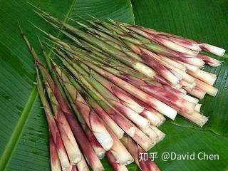 山间丛中的箭笋(即箭竹的竹笋),是春季乡村的美食之一.