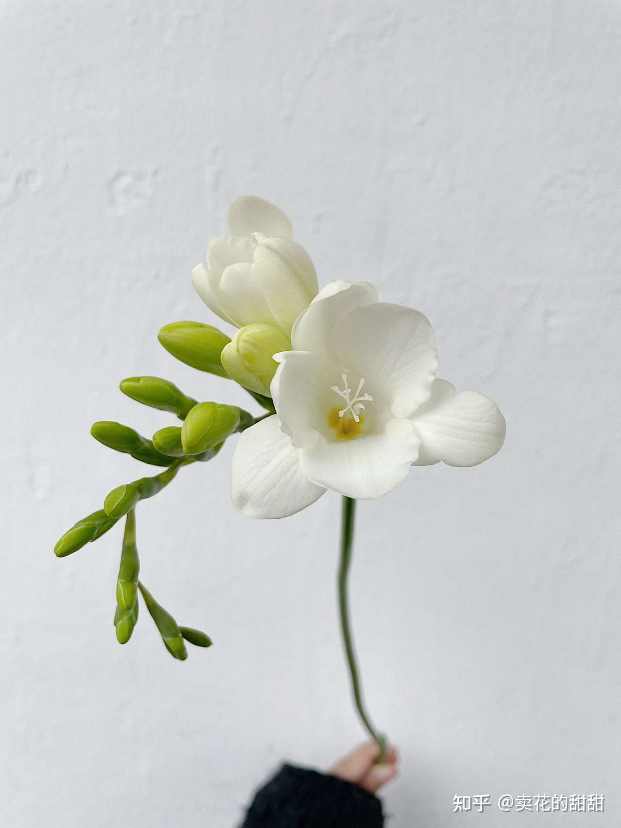 好看不贵的植物 暗香浮动 香雪兰 知乎