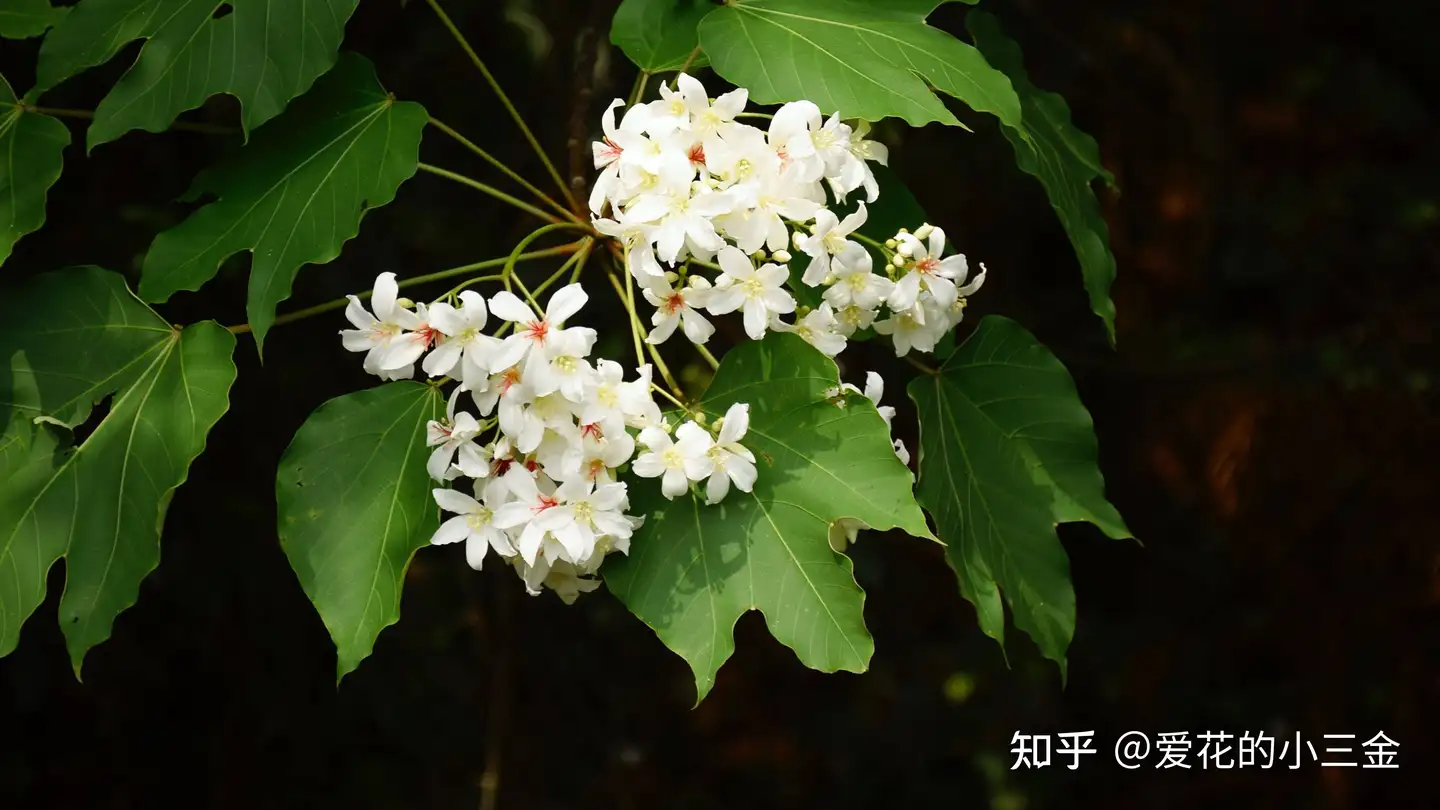 さつき 雪中の松 白花-