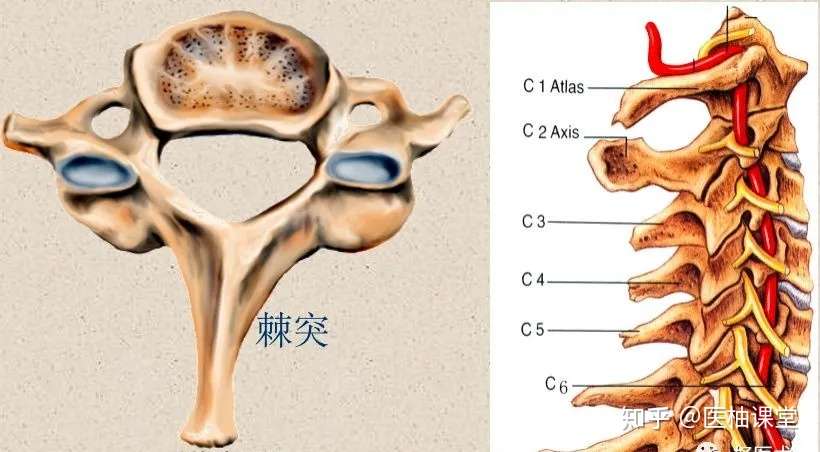 脊柱超详细解剖 高清图文版 知乎