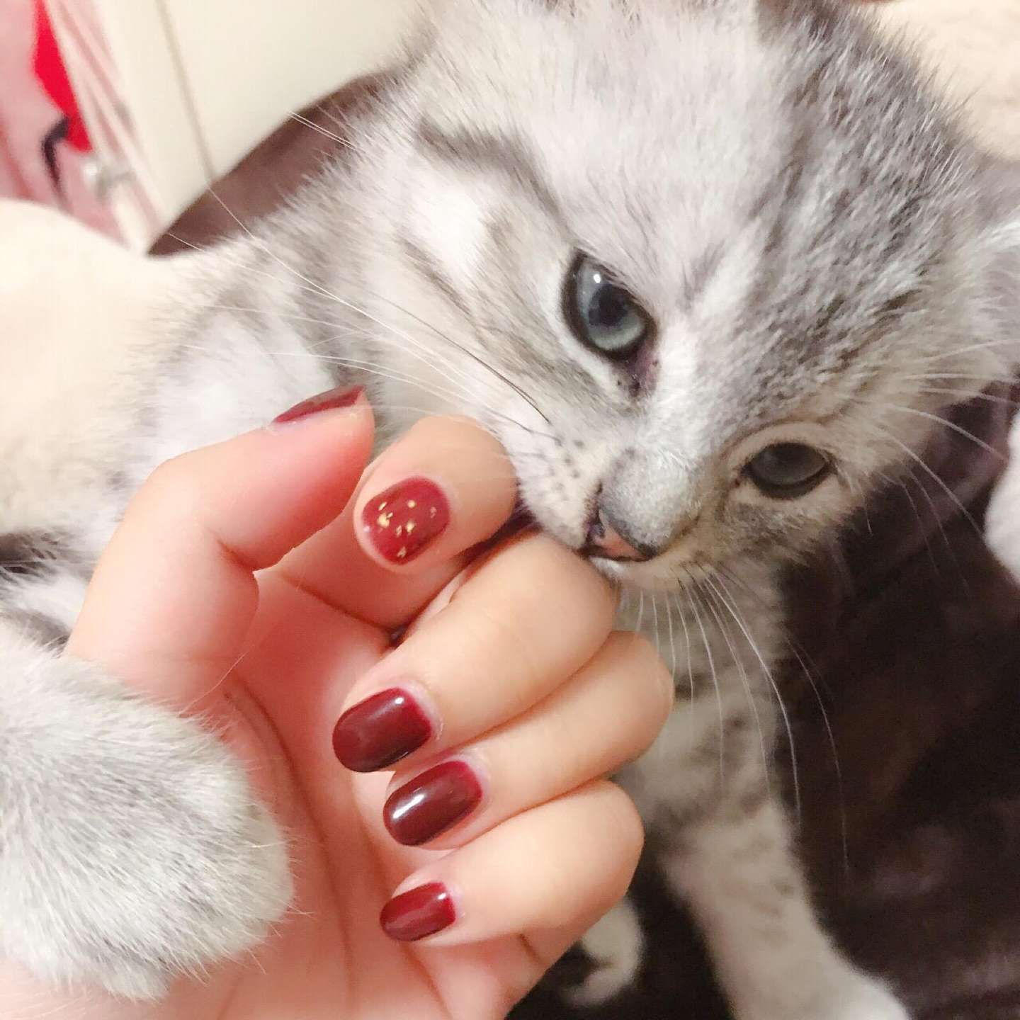 猫咪咬人挠人的原因和解决训练方法 知乎