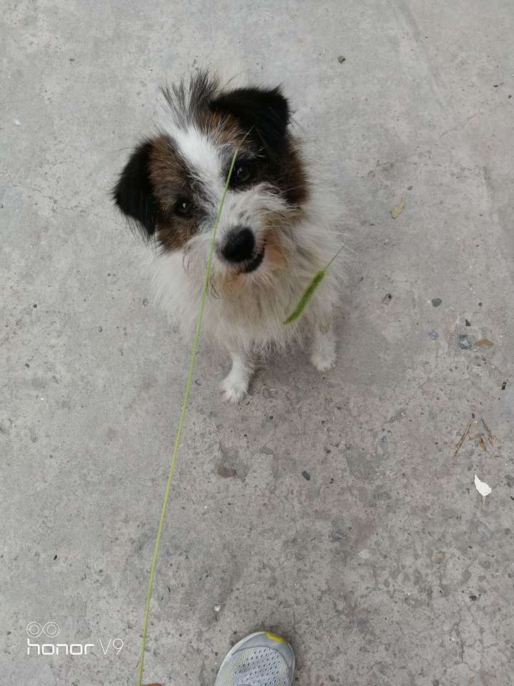 边牧串儿?蝴蝶犬串儿?京巴串儿?傻傻分不清,但是蛮像我家二乐先生 ..