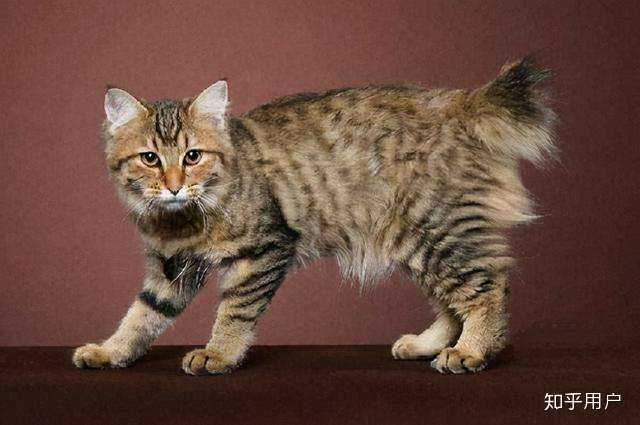 问题一:猫咪睡醒后弓背是为什么?