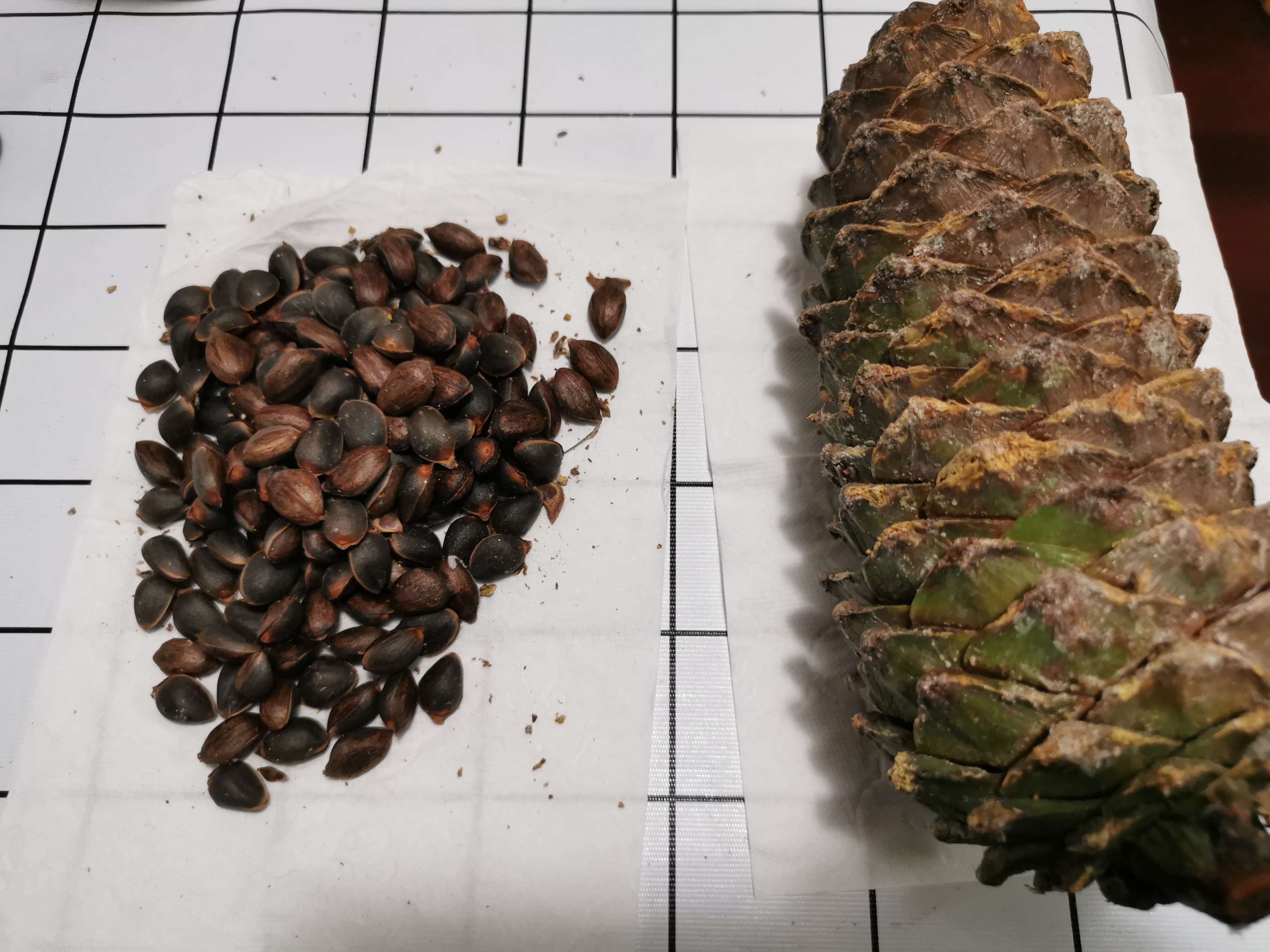 陪玩妈妈贺小狗 的想法: 淘宝上买了几个大松塔,真的好大一个,原