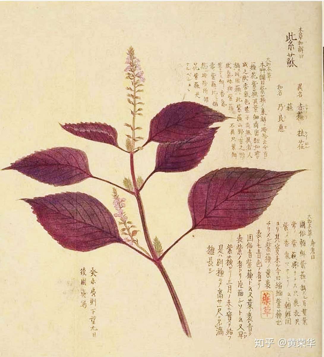 再试紫苏叶染色 知乎